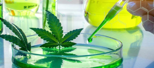 Les bienfaits du cannabis thérapeutique